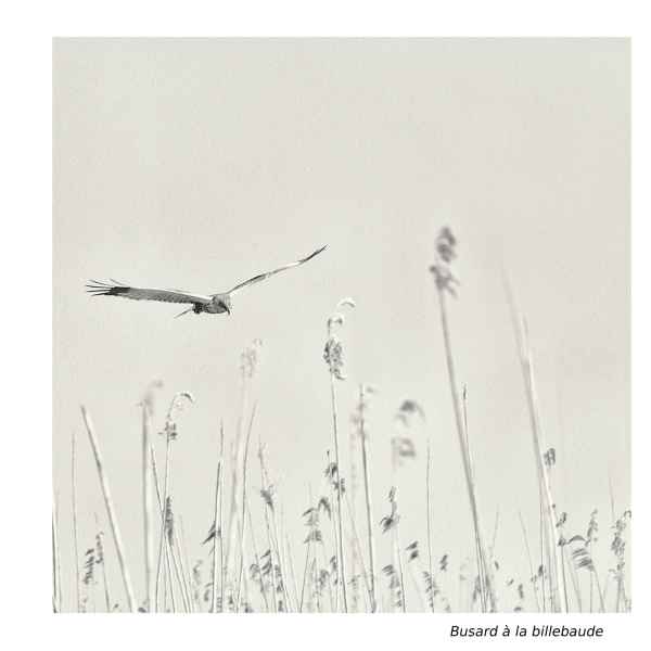 Busard à la billebaude